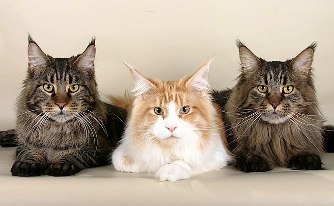 drei Katzen nebeneinander